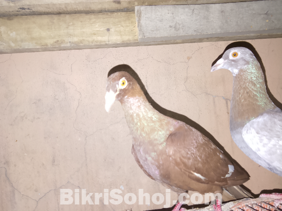 Red Baghdadi Homer Single Nor